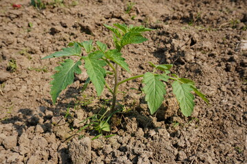 Young tomato plant is growing on the agricultural field in close up 
