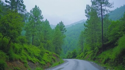 Serene Mountain Road Surrounded by Lush Green Forest in Fog