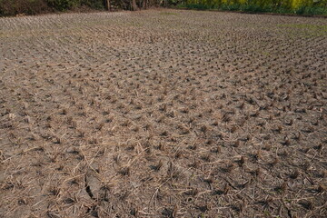 The agricultural field after harvesting, cracked is visible on the field