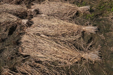 The bundles of harvested dry rice on the paddy field 