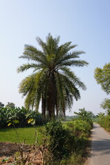 Obraz premium Date palm tree beside the village road with other shrubs 