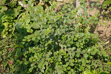 Indian jujube or Chinese apple which is a spiny shrub or small tree native to South Asia and East Africa