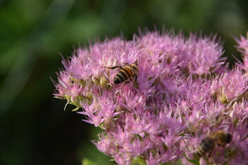 A close-up shot of a bee collecting nectar on a pink Sedum flower cluster, its wings glistening in sunlight. The soft green background contrasts beautifully with the vivid pink blossoms.