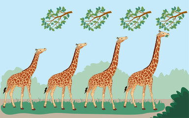 Lamarck's theory states giraffes' long necks evolved from stretching to reach high leaves