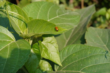 Aulacophora femoralis is a species of leaf beetle commonly known as the striped flea beetle or eggplant flea beetle.