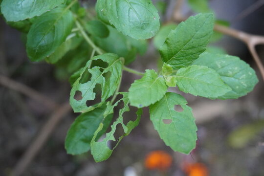 The basil leaves are eaten by the insects 