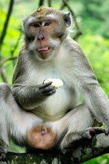 Macaca fascicularis (kera ekor panjang, monyet ekor panjang, long-tailed macaque, crab-eating monkey, cynomolgus macaque) is eating fruit
