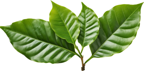 Lush Green Coffee Leaves Nature Plant Botany Ecology