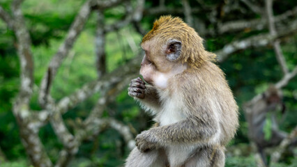 Macaca fascicularis (kera ekor panjang, monyet ekor panjang, long-tailed macaque, crab-eating monkey, cynomolgus macaque) is eating fruit