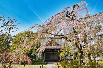 京都　青空に映える上品蓮台寺の枝垂れ桜（枝垂桜）コピースペースあり（日本京都府京都市） Kyoto - Weeping cherry blossoms (shidazakura) at  Jobon-Rendaiji Temple　（Joubon-Rendaiji Temple）against the blue sky, copy space available (Kyoto City, Kyot