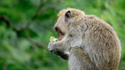 Macaca fascicularis (kera ekor panjang, monyet ekor panjang, long-tailed macaque, crab-eating monkey, cynomolgus macaque) is eating fruit