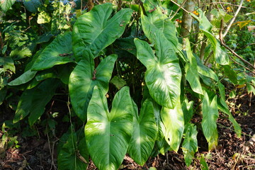Cyrtosperma is a genus of flowering plants in the family Araceae.