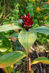Indian head ginger is blooming on its plant 