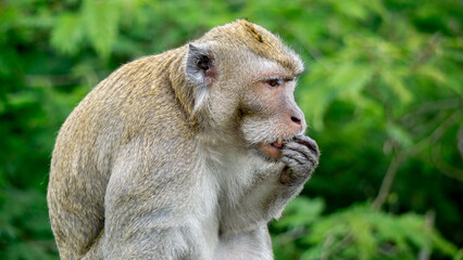 Macaca fascicularis (kera ekor panjang, monyet ekor panjang, long-tailed macaque, crab-eating monkey, cynomolgus macaque) is eating fruit