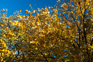 Fototapeta premium Autumn Leaves Against a Clear Blue Sky for themes related to nature, seasons, and outdoor tranquility. Landscape for nature lovers or background for tranquility. High quality photography