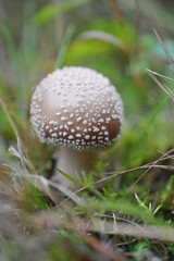 A toadstool with a brown cap on the lawn