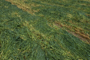 Mown green grass, close-up. Summer field background for publication, poster, screensaver, wallpaper, postcard, banner, cover, post. High quality photo