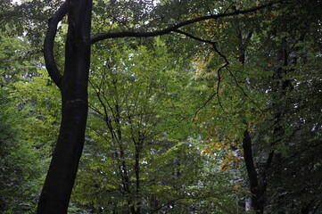 branches and leaves in the autumn forest