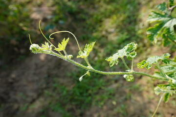 Bitter melon Vegetable plants with its tiny bitter leaves with a blurry background 
