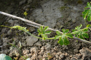 The bitter gourd plant is crawling over the agricultural field 
