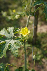Bitter melon Vegetable plants and flower