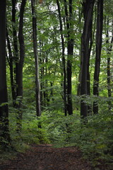 Obraz premium Forest road among the trees
