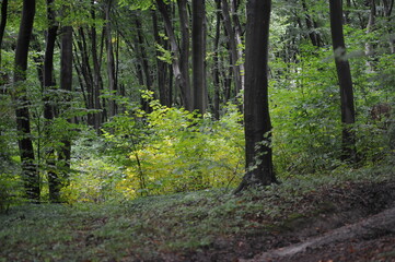 Fototapeta premium Forest road among the trees
