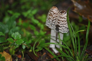 magpie mushroom in the forest