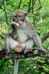 Macaca fascicularis (kera ekor panjang, monyet ekor panjang, long-tailed macaque, crab-eating monkey, cynomolgus macaque) is eating fruit