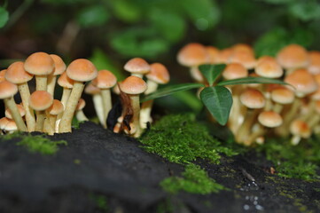 yellow mushrooms on a stump in the forest