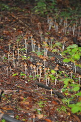 Mushrooms Conocybula cyanopus in the autumn forest