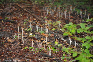 Mushrooms Conocybula cyanopus in the autumn forest