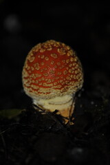 Amanita muscaria in the forest
