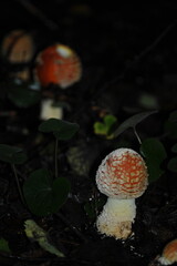 Amanita muscaria in the forest