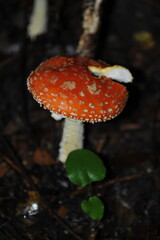 Amanita muscaria in the forest