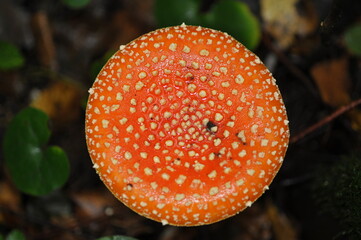 Amanita muscaria in the forest