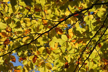 Autumn landscape in the forest, Indian summer