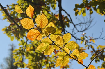Obraz premium Autumn landscape in the forest, Indian summer