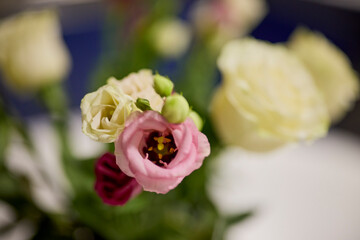 image with a rose in blur, selective focus