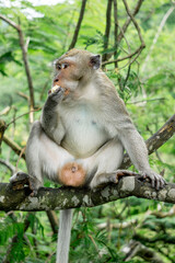 Macaca fascicularis (kera ekor panjang, monyet ekor panjang, long-tailed macaque, crab-eating monkey, cynomolgus macaque) is eating fruit