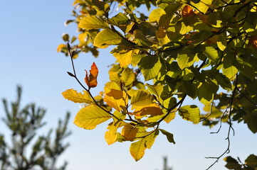 Autumn landscape in the forest, Indian summer