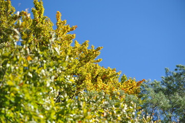 Autumn landscape in the forest, Indian summer