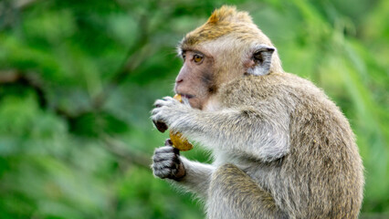 Macaca fascicularis (kera ekor panjang, monyet ekor panjang, long-tailed macaque, crab-eating monkey, cynomolgus macaque) is eating fruit