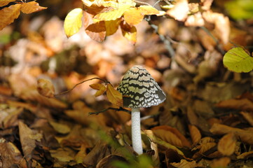 Magpie mushroom in the autumn forest
