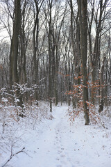 Winter landscape in the forest