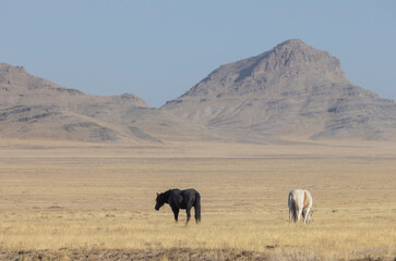 Wild Horses in the Utah Desert in Autumn