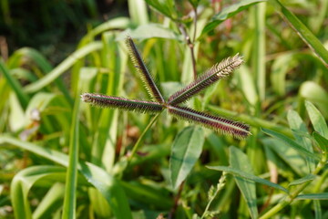 Dactyloctenium aegyptium found inside the grass, one type of grass flower 