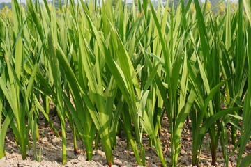 Gladiolus, sword lily plants have planted in the agricultural field 