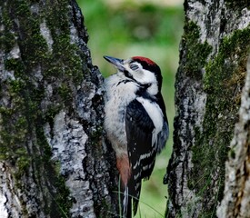 woodpecker on tree