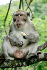 Macaca fascicularis (kera ekor panjang, monyet ekor panjang, long-tailed macaque, crab-eating monkey, cynomolgus macaque) is eating fruit